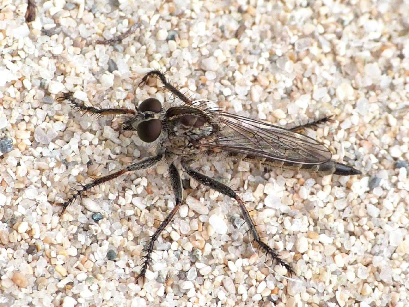 Un paio di Asilidae